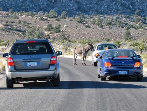 wild burro (feral ass) (Equus asinus)