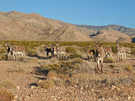 Feral Burro (Equus asinus)