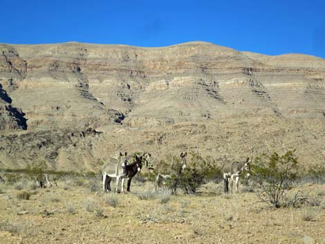 Wild Burro (Feral Ass) (Equus asinus)