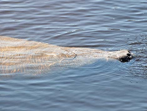 West Indian manatee (Trichechus manatus)