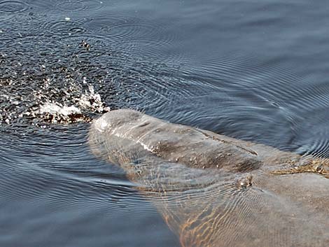 West Indian manatee (Trichechus manatus)