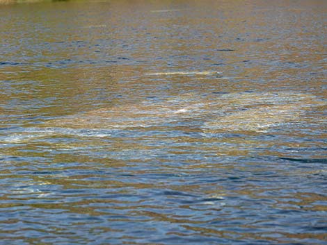 West Indian manatee (Trichechus manatus)