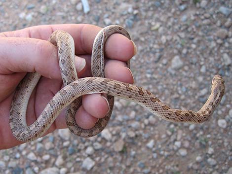 Glossy Snake (Arizona elegans)