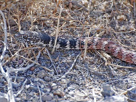 Coachwhip (Masticophis flagellum)