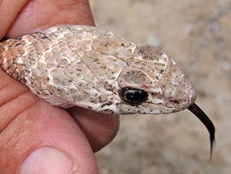 Coachwhip (Masticophis flagellum)