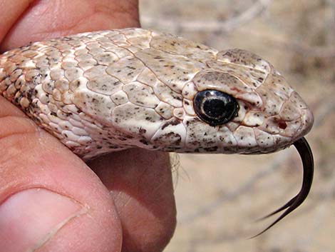 Coachwhip (Masticophis flagellum)