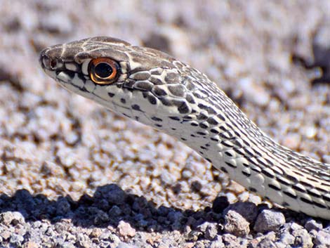 Striped Whipsnake (Masticophis taeniatus)