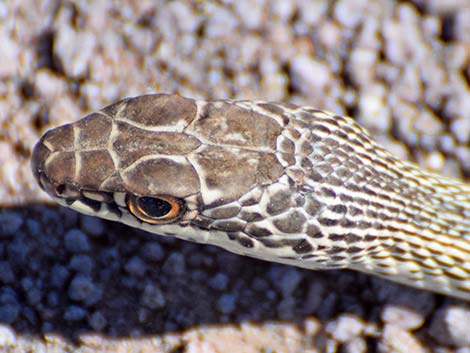 Striped Whipsnake (Masticophis taeniatus)