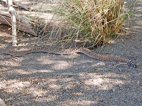 Western Diamond-backed Rattlesnake (Crotalus atrox)