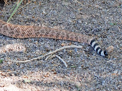 Western Diamond-backed Rattlesnake (Crotalus atrox)