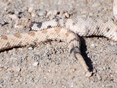 Sidewinder (Crotalus cerastes)