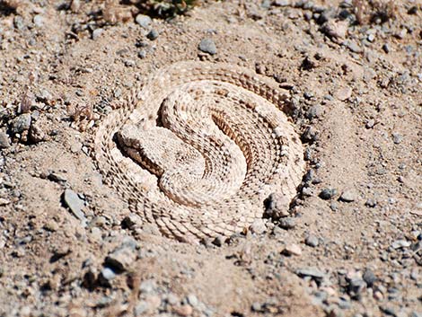 Sidewinder (Crotalus cerastes)