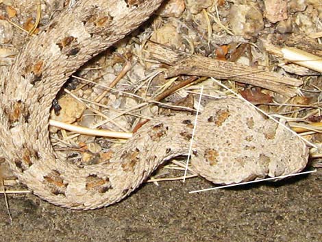 Sidewinder (Crotalus cerastes)