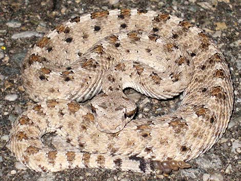 Crotalus cerastes