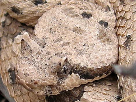 Sidewinder (Crotalus cerastes)