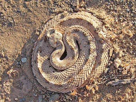 Sidewinder (Crotalus cerastes)