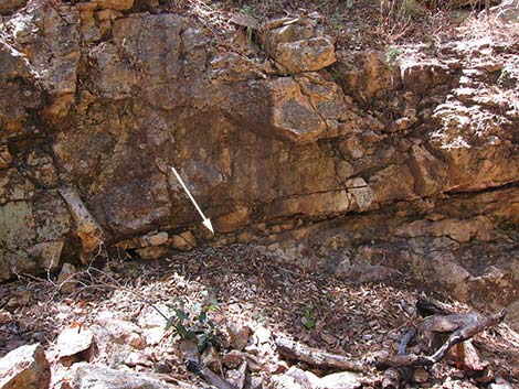 Black-tailed Rattlesnake (Crotalus molossus)