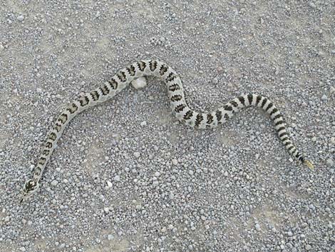 Great Basin Rattlesnake (Crotalus oreganus lutosus)