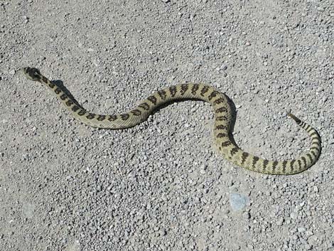 Western Rattlesnake (Crotalus oreganus lutosus)