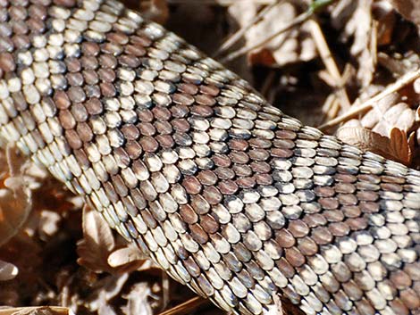 Northern Pacific Rattlesnake (Crotalus oreganus oreganus)