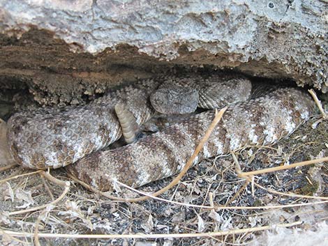 Crotalus mitchellii