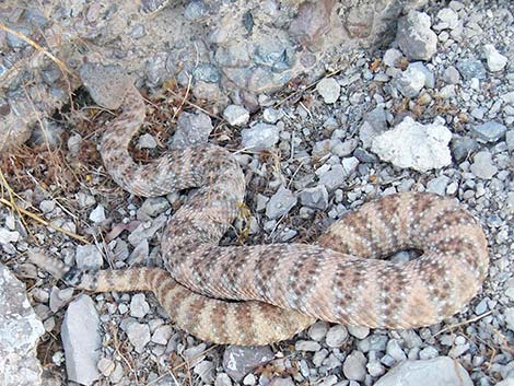 Southwestern Speckled Rattlesnake (Crotalus pyrrhus))