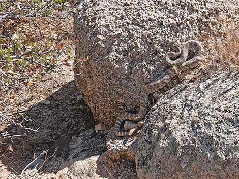 Southwestern Speckled Rattlesnake (Crotalus pyrrhus)