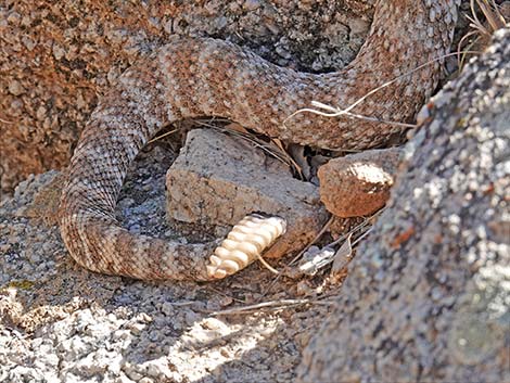 Southwestern Speckled Rattlesnake (Crotalus pyrrhus)