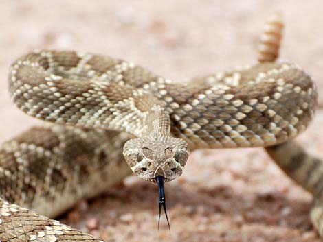 Mojave Rattlesnake (Crotalus scutulatus)