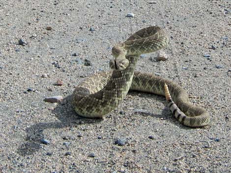 Mojave Rattlesnake (Crotalus scutulatus)