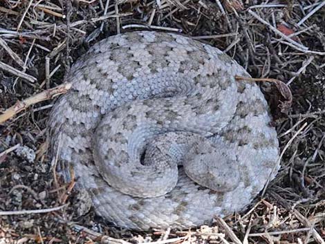 Panamint Rattlesnake (Crotalus stephensi)