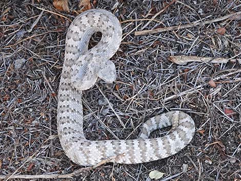 Panamint Rattlesnake (Crotalus stephensi)