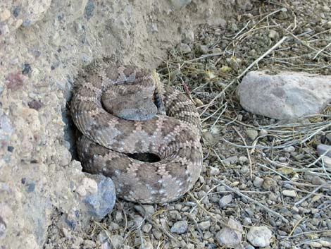 Panamint Rattlesnake (Crotalus stephensi)