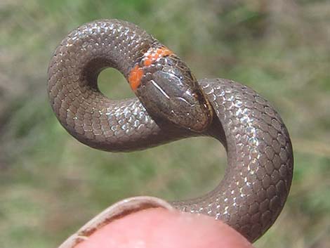 Ringneck Snake (Diadophis punctatus)