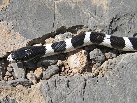 California Kingsnake (Lampropeltis californiae)