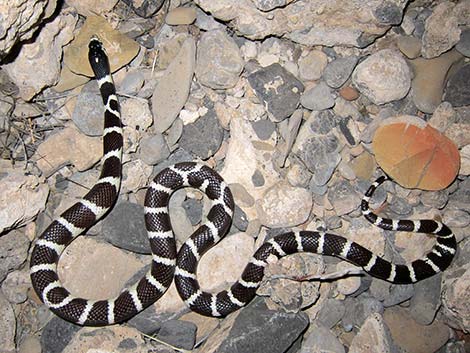 California Kingsnake (Lampropeltis californiae)