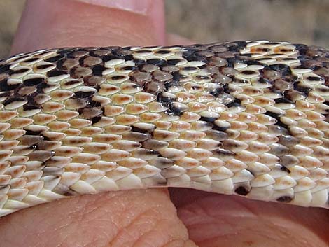 Gopher Snake (Pituophis catenifer)