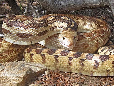 Gopher Snake (Pituophis catenifer)