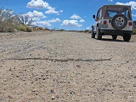 Gopher Snake (Pituophis catenifer)