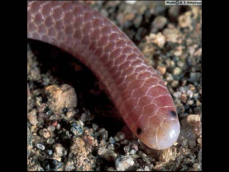 Western Threadsnake (Leptotyphlops humilis)