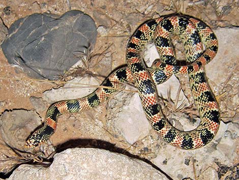 Long-nosed Snake (Rhinocheilus lecontei)