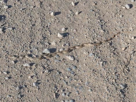 Western Patch-Nosed Snake (Salvadora hexalepis)