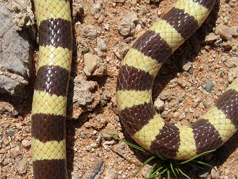 Western Groundsnake (Sonora semiannulata)