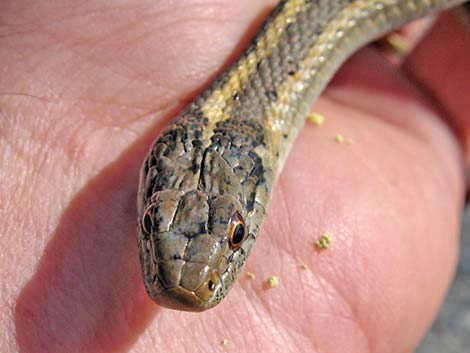 Wandering Gartersnakes (Thamnophis elegans vagrans)