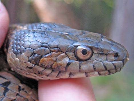 Wandering Gartersnakes (Thamnophis elegans vagrans)