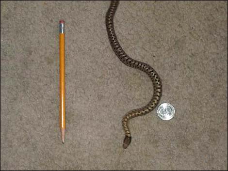 Wandering Gartersnake (Thamnophis elegans)