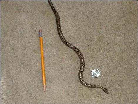 Wandering Gartersnake (Thamnophis elegans)