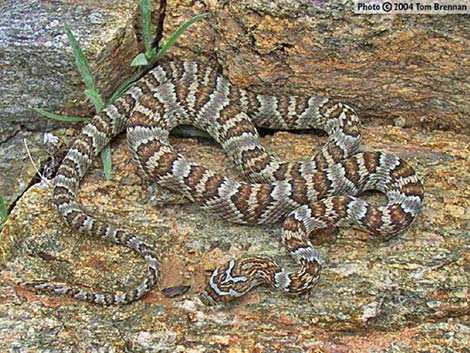 Lyre Snake (Trimorphodon biscutatus)