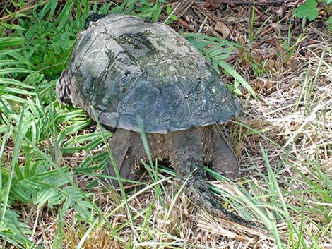 Common Snapping Turtle (Chelydra serpentina)