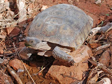 Desert Tortoise (Gopherus agassizii)